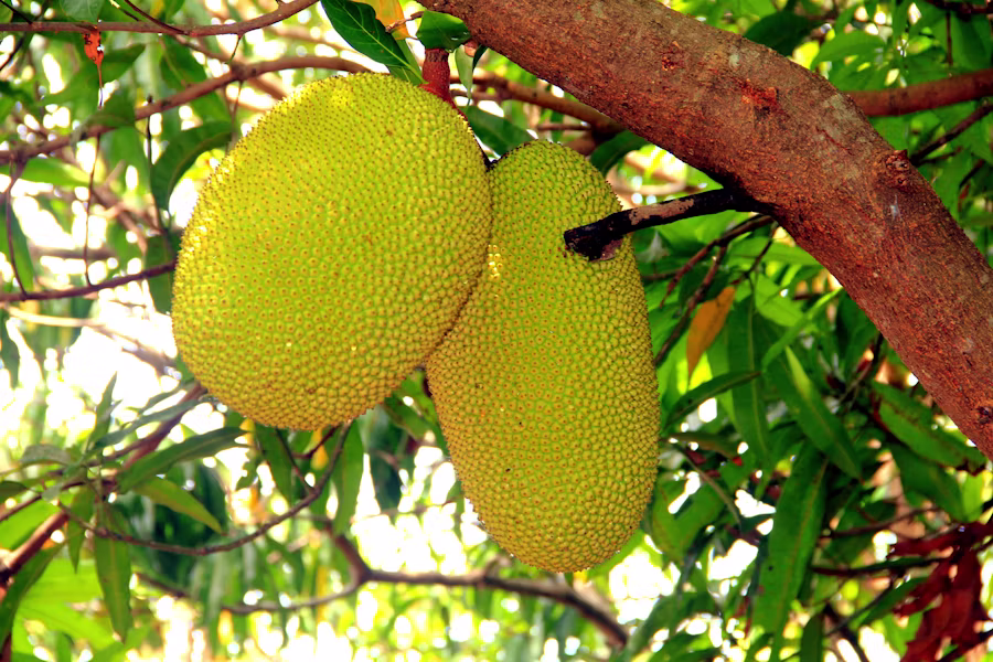 Yaca